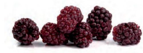 @ Brombeeren (80g)